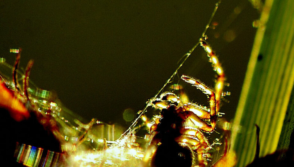 Winner of best amateur photo depicts light diffracting through a spiders web. (Photo: Svend Erik Westh Hansen)