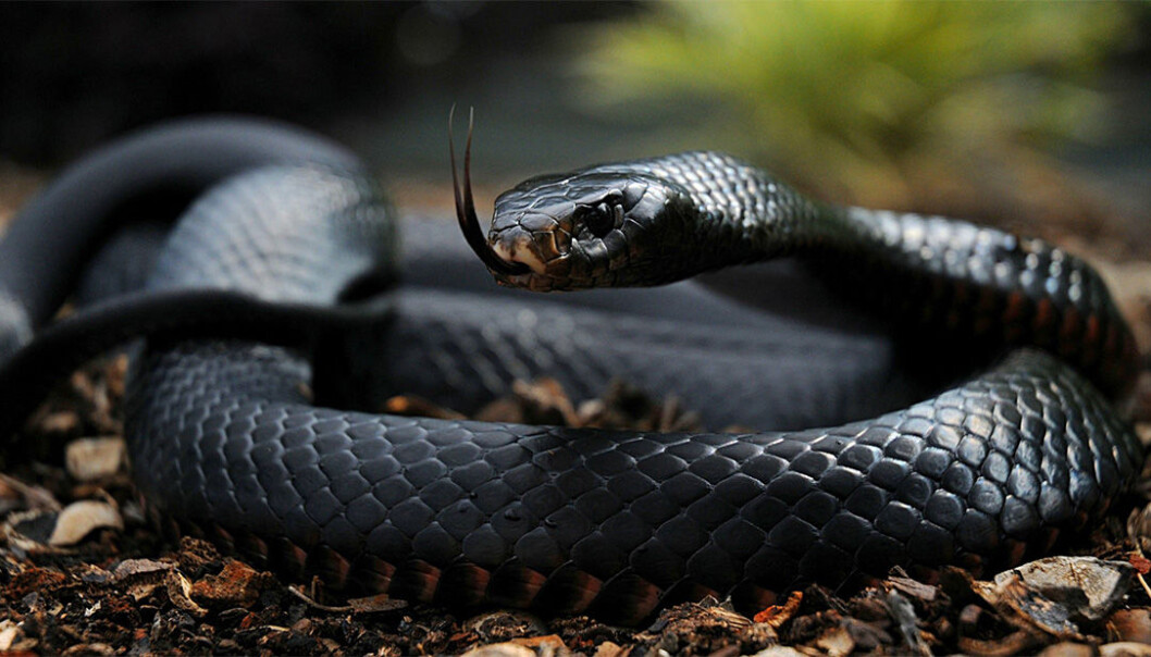 Scientists have discovered how venom from black mamba snakes (pictured) and cobras bind to nerve cells. The same toxins can be used to develop antidotes. (Photo: Shutterstock) Scientists have discovered how venom from black mamba snakes (pictured) and cobras bind to nerve cells. The same toxins can be used to develop antidotes. (Photo: Shutterstock)