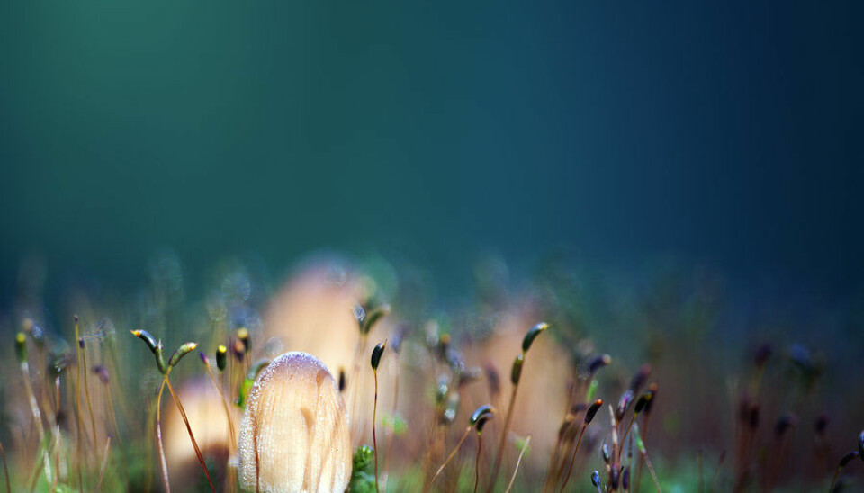 The public award goes to this photo “Basidiomycota” of woodland mushrooms. (Photo: Sebastian Alexander Stamatis)