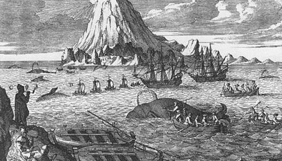 A 19th century whale hunt. Inuit might have hunted and captured whales in several ways. It was made easier by the fact that there were many more whales in the past than there are today. (Photo: Shutterstock)