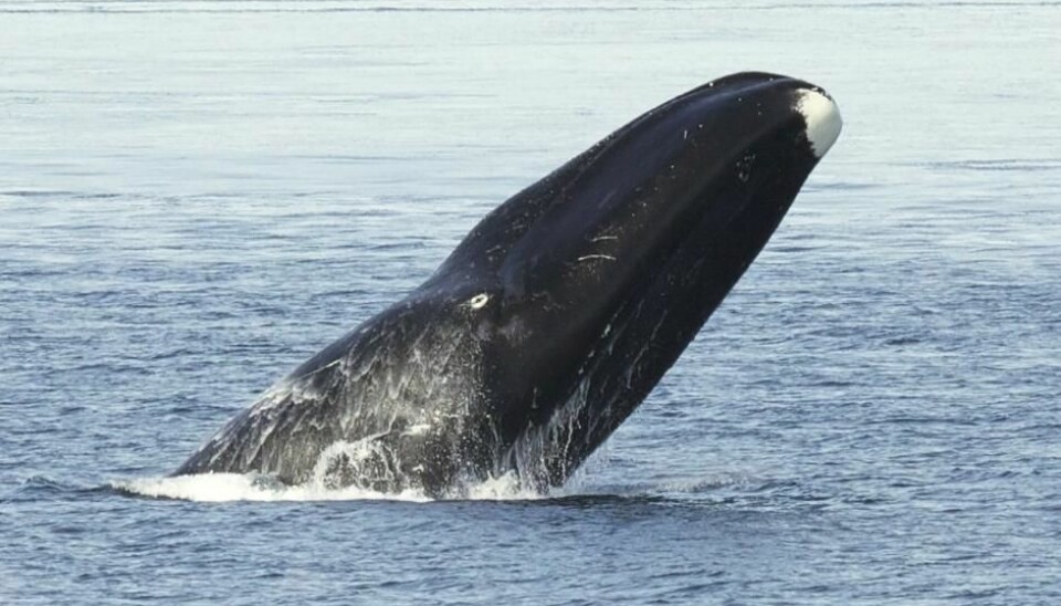 The bowhead whale was believed to be too big for early hunters to catch. New research challenges this assumption. (Photo: Kate Stafford/Wikimedia)