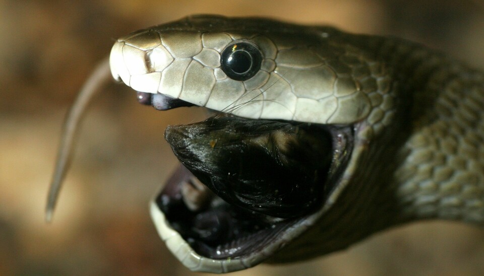 The Black Mamba is one of Africa's most notorious and deadly snakes. New technology could one day offer an effective, low-cost antivenom. (Photo: Wikipedia/Tad Arensmeier)