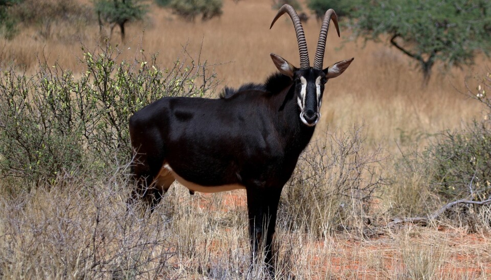 An adult male sable antelope (Hippotragus niger). (Photo: Wikipedia/Charlesjsharp)
