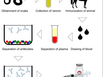 Schematic representation of serum-based antivenom production. (Photo: Andreas Hougaard Laustsen) Schematic representation of serum-based antivenom production. (Photo: Andreas Hougaard Laustsen)