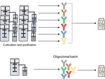 Schematic representation of two strategies for the manufacture of oligoclonal antibody mixtures by cell cultivation. (Photo: Andreas Hougaard Laustsen) Schematic representation of two strategies for the manufacture of oligoclonal antibody mixtures by cell cultivation. (Photo: Andreas Hougaard Laustsen)
