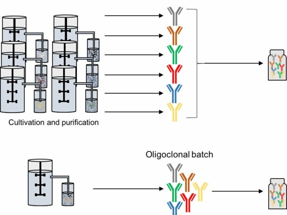 Schematic representation of two strategies for the manufacture of oligoclonal antibody mixtures by cell cultivation. (Photo: Andreas Hougaard Laustsen)