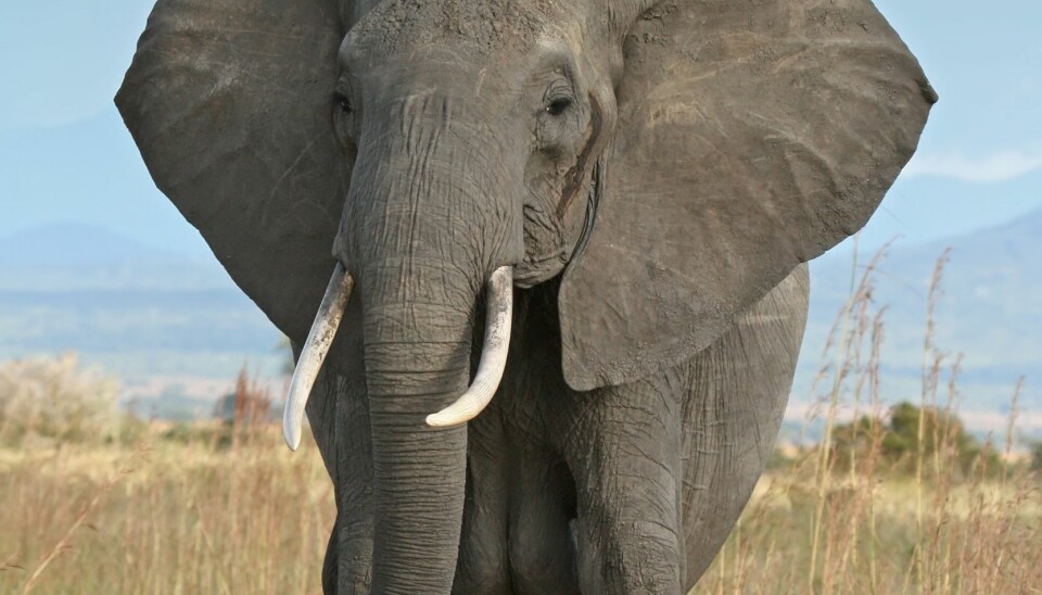 A female African Bush Elephant (Loxodonta africana). (Photo: Wikipedia/Muhammad Mahdi Karim)
