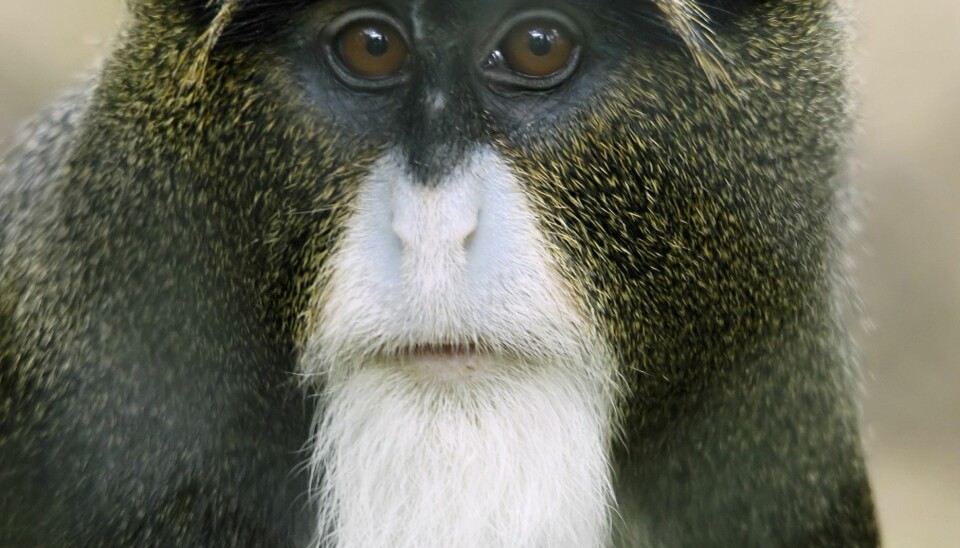 De Brazza's monkey (Cercopithecus neglectus) is an Old World monkey endemic to the wetlands of central Africa. (Photo: Wikipedia/Hans Hillewaert)