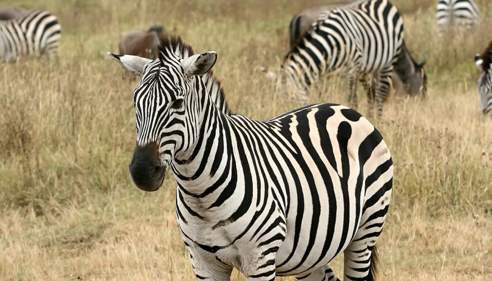 Plains Zebra (Equus quagga). (Photo: Wikipedia/Muhammad Mahdi Karim)