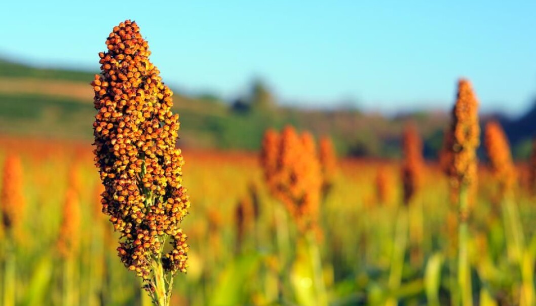 Plants have an impressive arsenal at their disposal to fend off pests. And scientists have now figured out exactly how it works. (Photo: Shutterstock) Plants have an impressive arsenal at their disposal to fend off pests. And scientists have now figured out exactly how it works. (Photo: Shutterstock)