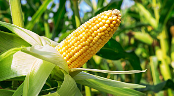5,000-year-old cob reveals the origins of corn
