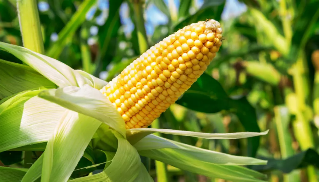 Did our ancestors start growing corn around the world after tasting the delights of its ancestor, the teosinte plant? (Photo: Shutterstock)