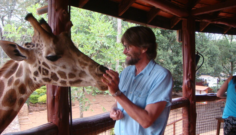 Mikael Fortelius investigating the masticatory equipment of a giraffe at the Giraffe Sanctuary in Karen, Kenya. (Photo: Indre Zliobaite)