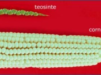 Teosinte is a wild grass that has chromosomes identical to corn. And even though the two plants look nothing like each other, it is plausible that corn is the domesticated version of teosinte. (Photo: Flickr) Teosinte is a wild grass that has chromosomes identical to corn. And even though the two plants look nothing like each other, it is plausible that corn is the domesticated version of teosinte. (Photo: Flickr)