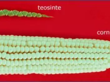 Teosinte is a wild grass that has chromosomes identical to corn. And even though the two plants look nothing like each other, it is plausible that corn is the domesticated version of teosinte. (Photo: Flickr)
