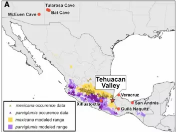 The map shows how teosinte-subspecies spread around Mexico. Important archaeological sites (red circles) and the Tehuacan valley, where the 5,000-year-old corncob was discovered. (Illustration: Ramos-Madrigal et al./Curr. Biol)