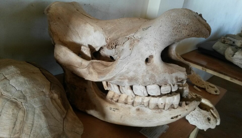 Black Rhino (Diceros bicornis) skull from the National Museums of Kenya. (Photo: Indre Zliobaite)