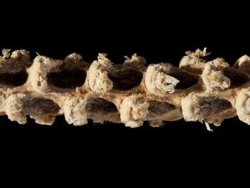 Scientists have mapped the genome of this 5,310-year-old corn on the cob. The cob is a fair bit smaller than what we eat today, and it is the ancestor of modern variants and helped Mayan civilisation develop. (Photo: Bruce Smith) Scientists have mapped the genome of this 5,310-year-old corn on the cob. The cob is a fair bit smaller than what we eat today, and it is the ancestor of modern variants and helped Mayan civilisation develop. (Photo: Bruce Smith)