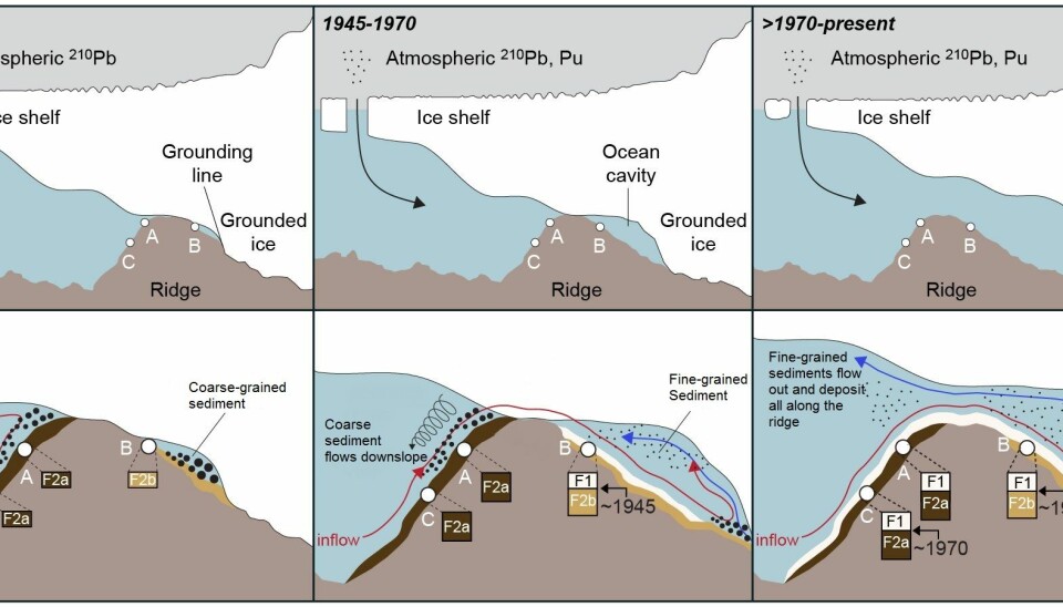 Illustration of the chain of events. Pre-1945, the glacier is attached to a ridge on the sea floor. Then warm water began to penetrate into a small cavity underneath the glacier leading to a change in the type of sediment deposited at core site B. Between 1945 and the 1970s the cavity continued to grow and the glacier became thinner. In the early 1970s the glacier became unpinned from the ridge, and the type of sediment also changed at core sites A and C. (Illustration: Modified from Smith et al. 2016/Nature)
