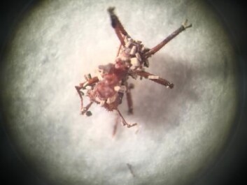 This ant died after becoming infected with fungal spores. The fungus grew on the ant and penetrated its body. (Photo: Line Vej Ugelvig) This ant died after becoming infected with fungal spores. The fungus grew on the ant and penetrated its body. (Photo: Line Vej Ugelvig)