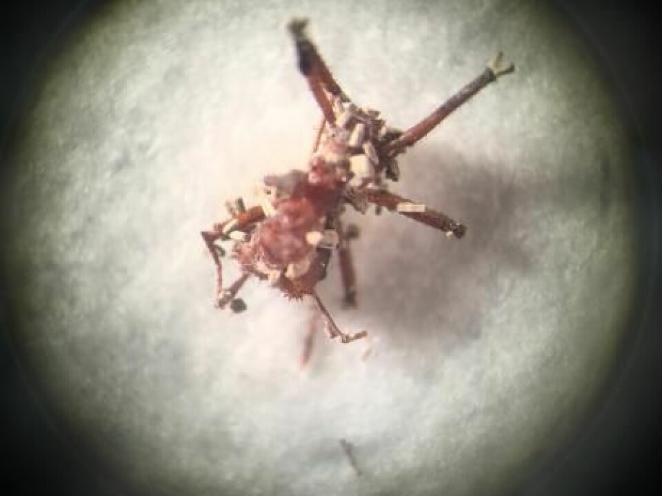 This ant died after becoming infected with fungal spores. The fungus grew on the ant and penetrated its body. (Photo: Line Vej Ugelvig)