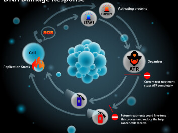 Scientists hope that slowing down the ATR protein could make it harder for cancer cells to triumph over healthy cells. (Graphic: Mette Friis-Mikkelsen) Scientists hope that slowing down the ATR protein could make it harder for cancer cells to triumph over healthy cells. (Graphic: Mette Friis-Mikkelsen)