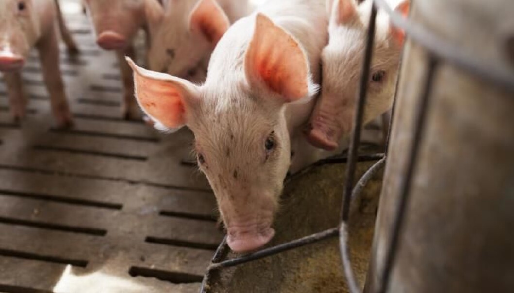 Soy beans from Asia and South America are imported for cheap animal feed, but with serious environmental consequences. Danish farmers could soon have a more sustainable alternative. (Photo: Shutterstock) Soy beans from Asia and South America are imported for cheap animal feed, but with serious environmental consequences. Danish farmers could soon have a more sustainable alternative. (Photo: Shutterstock)