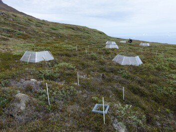 Scientists from the Center for Permafrost at the University of Copenhagen use open-top greenhouses in Greenland to study how Arctic plants and soils respond to climate change. (Photo: Bo Elberling) Scientists from the Center for Permafrost at the University of Copenhagen use open-top greenhouses in Greenland to study how Arctic plants and soils respond to climate change. (Photo: Bo Elberling)