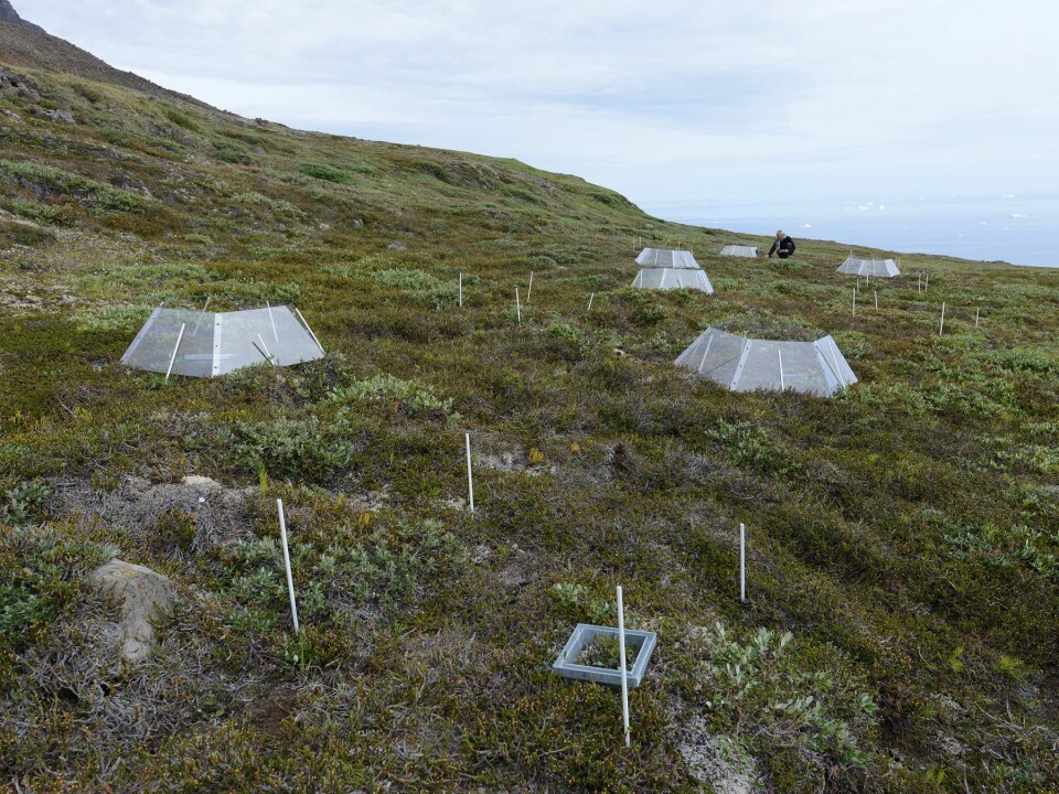 Scientists from the Center for Permafrost at the University of Copenhagen use open-top greenhouses in Greenland to study how Arctic plants and soils respond to climate change. (Photo: Bo Elberling)
