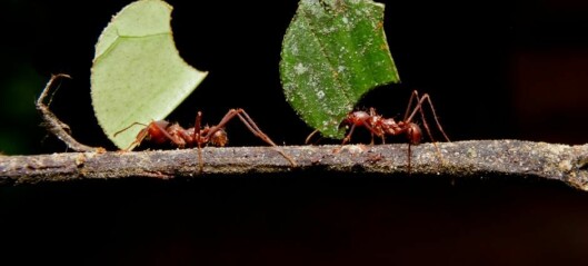 Ants developed agriculture 50 million years ago