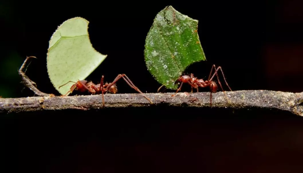 Scientists at the Center for Social Evolution are conducting basic research on ant colonies and believe that they could teach us a thing or two about efficient farming methods. (Photo: Shutterstock)