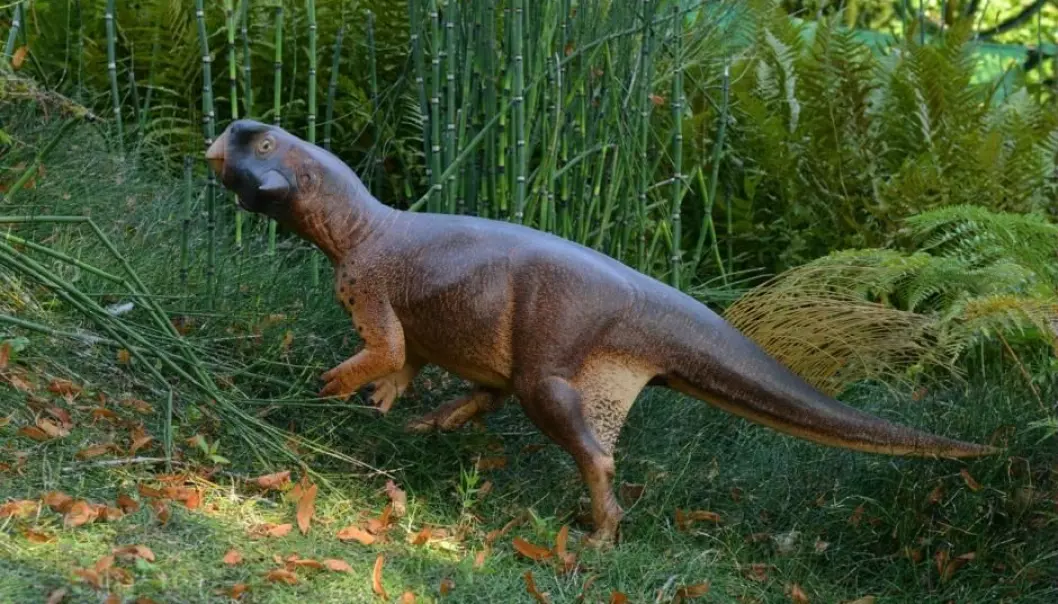 A reconstruction of the parrot-like dinosaur Psittacosaurus. (Photo: Jakob Vinther)