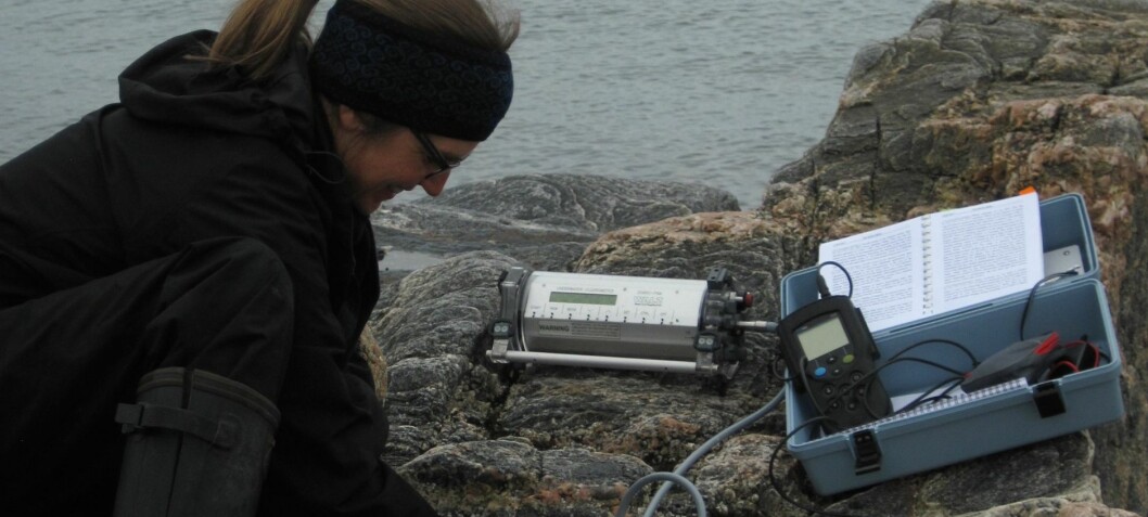 Greenland seaweed helps combat ocean acidification