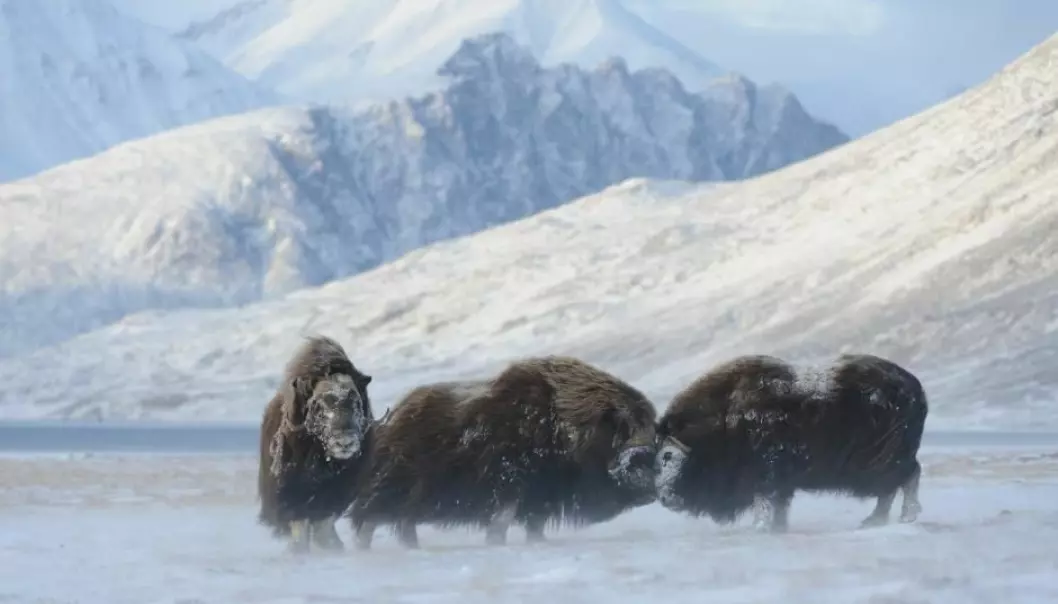 Adult musk oxen are tough beasts and can withstand temperatures down to minus 40 degrees Celsius. But scientists are worried for the musk oxen’s long term future as the Arctic warms and new parasites move in. (Photo: Lars Holst Hansen)
