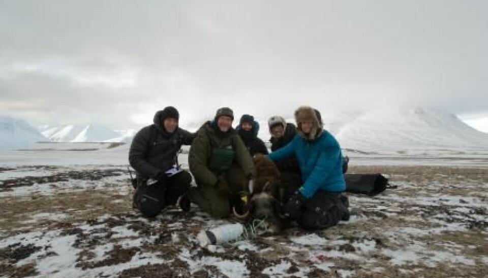 Some of the scientists with an anaesthetised musk oxen. (Photo: Lars Holst Hansen)