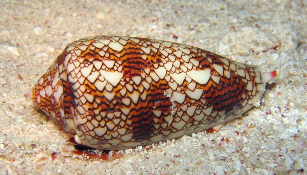 The little sea snail Conus geographus user insulin to catch its prey. The snail’s deadly weapon might unlock new diabetes medicine. (Photo: Richard Ling/ Wikimedia Commons). The little sea snail Conus geographus user insulin to catch its prey. The snail’s deadly weapon might unlock new diabetes medicine. (Photo: Richard Ling/ Wikimedia Commons).