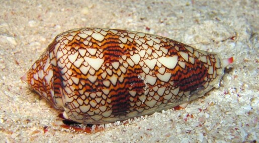 Sea snail poison holds key to new diabetes medicine