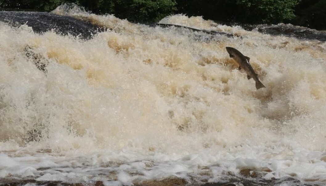 As a smolt the Atlantic salmon swims out to sea where it reaches sexual maturity and eventually returns to its birthplace, swimming up rivers and rapids, to spawn. (Photo: Stefan Ågren/Umeå university.) As a smolt the Atlantic salmon swims out to sea where it reaches sexual maturity and eventually returns to its birthplace, swimming up rivers and rapids, to spawn. (Photo: Stefan Ågren/Umeå university.)