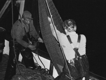 Fishers from Kuggören at the Swedish Baltic emptying their trawlnet. (Photo: Swedish Museum for Maritime History)
Fishers from Kuggören at the Swedish Baltic emptying their trawlnet. (Photo: Swedish Museum for Maritime History)