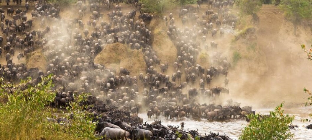 Fences are disrupting African wildlife on an unprecedented scale