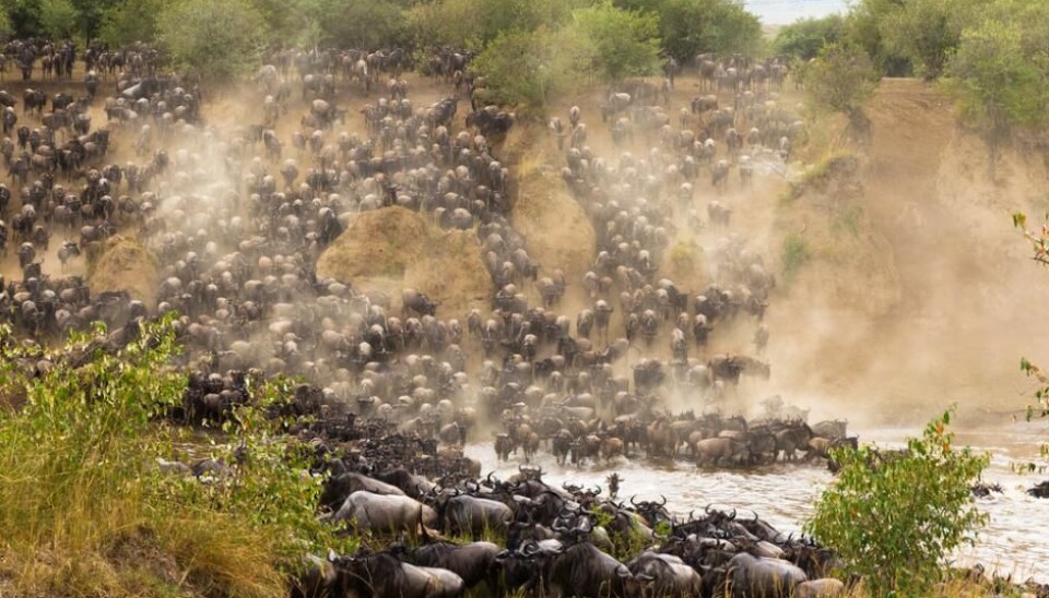 Every year wildebeest set out on a 1,500 kilometre journey in search of water. Their final huddle are the rivers Grumeti and Mara before reaching the short, sweet grass in the Maasai Mara. (Photo: Shutterstock)
