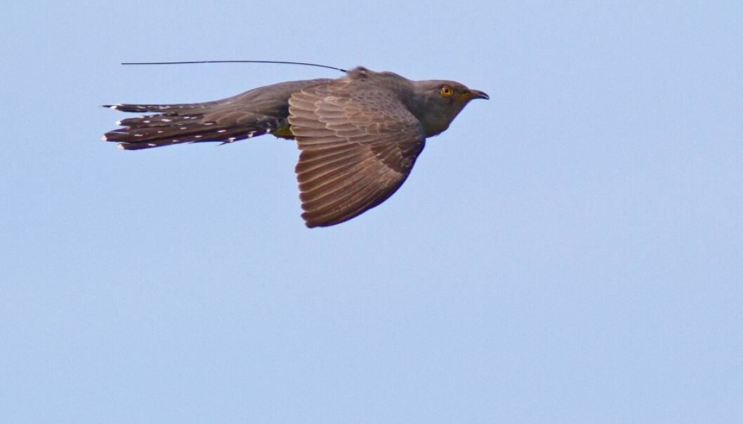 Scientists have mapped the migratory routes of birds from Denmark to Africa and documented their behaviour en route, using remote tracking devices. (Photo: Palle Sørensen)
Scientists have mapped the migratory routes of birds from Denmark to Africa and documented their behaviour en route, using remote tracking devices. (Photo: Palle Sørensen)