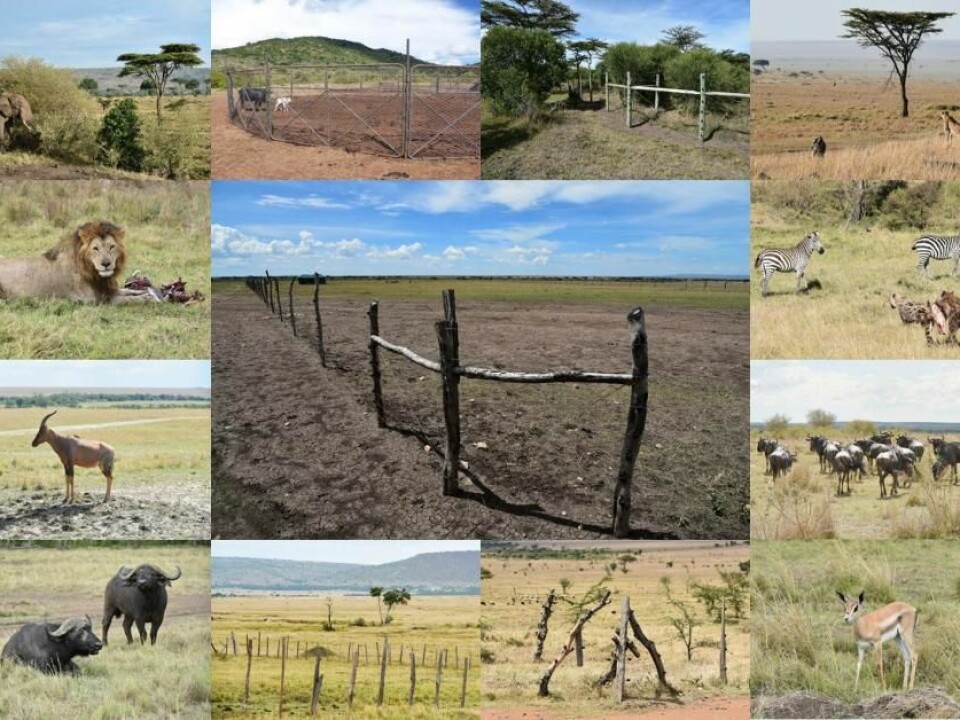 A collage of animals from the Mara area. In the middle is one of the newly erected fences, which is a major threat to wildlife. (Photos and Collage: Mette Løvschal and Peder Klith Bøcher)