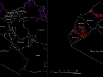 A satellite image from 1985 (left) compared with the latest image from 2016 (right). Purple and red markings show Fences are highlighted by purple (1985) and red (016) lines. (Figures: Løvschal et al. 2017 Scientific Reports) A satellite image from 1985 (left) compared with the latest image from 2016 (right). Purple and red markings show Fences are highlighted by purple (1985) and red (016) lines. (Figures: Løvschal et al. 2017 Scientific Reports)