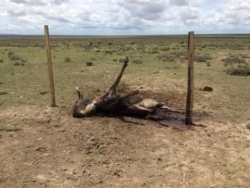 Fences are disrupting African wildlife on an unprecedented scale