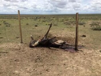 A wildebeest caught on a barbed wire fence in the Maasai Mara. (Photo: Jackson Looseyia) A wildebeest caught on a barbed wire fence in the Maasai Mara. (Photo: Jackson Looseyia)