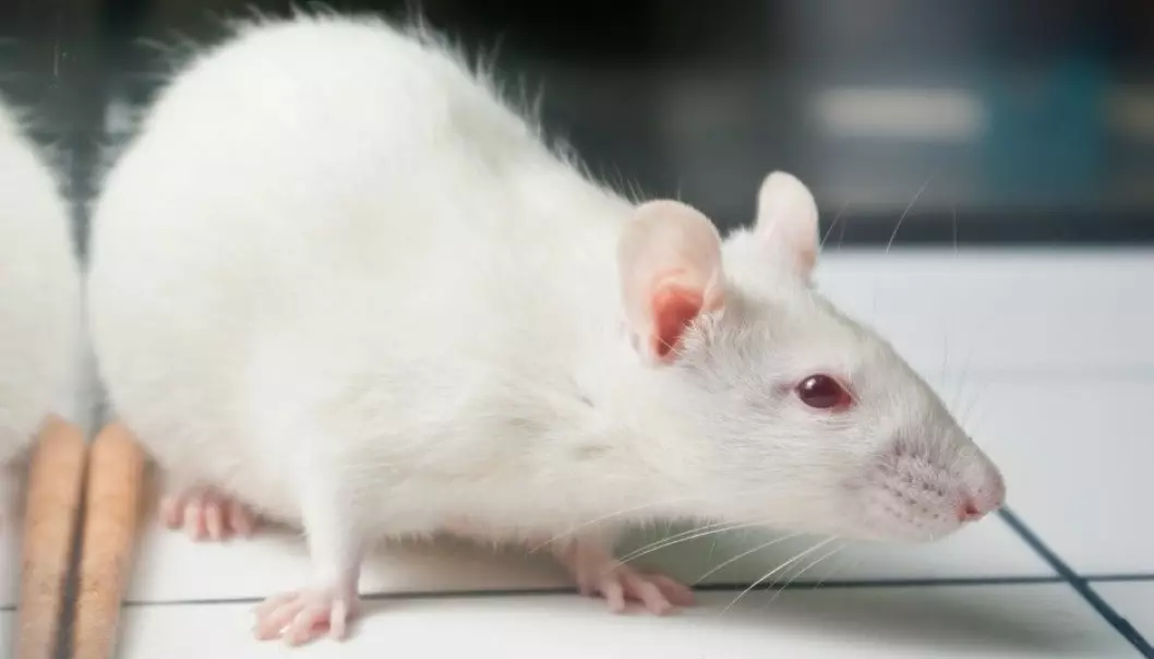 Nicotine-dependent rats were more willing to take risks than other rats long after being their exposure to the drug ceased. Researchers think that changes in the brain’s reward system can explain why it is so hard to quit smoking. (Photo: Shutterstock/NTB Scanpix)