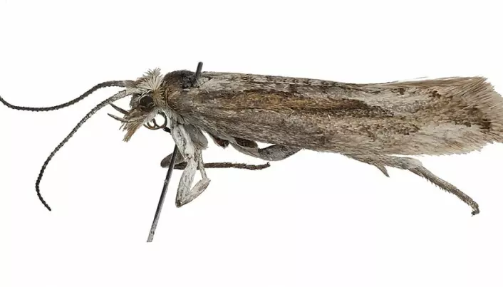 Arctic moth turns up after 140 years