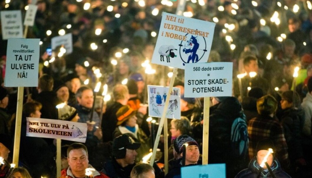 Norway is one of the few countries in Europe where opposition to wolves gets the attention of the nation’s politicians. From the left, the signs say “Follow the Predator Agreement: Cull wolves now”, “No to wolves on school streets”, “No to a wolf reservation in Norway”, “560 dead sheep equals a great potential for harm”. (Photo: Vegard Wivestad Grøtt/NTB scanpix) Norway is one of the few countries in Europe where opposition to wolves gets the attention of the nation’s politicians. From the left, the signs say “Follow the Predator Agreement: Cull wolves now”, “No to wolves on school streets”, “No to a wolf reservation in Norway”, “560 dead sheep equals a great potential for harm”. (Photo: Vegard Wivestad Grøtt/NTB scanpix)