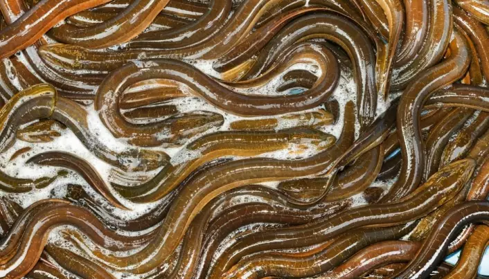 A mystery of secret eel migration solved